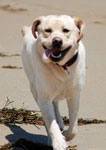 Boomer the dog