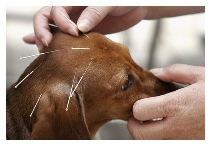 acupuncture for pets