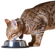 cat1