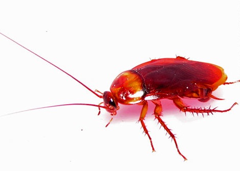 cockroach