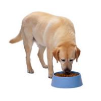 dog eating