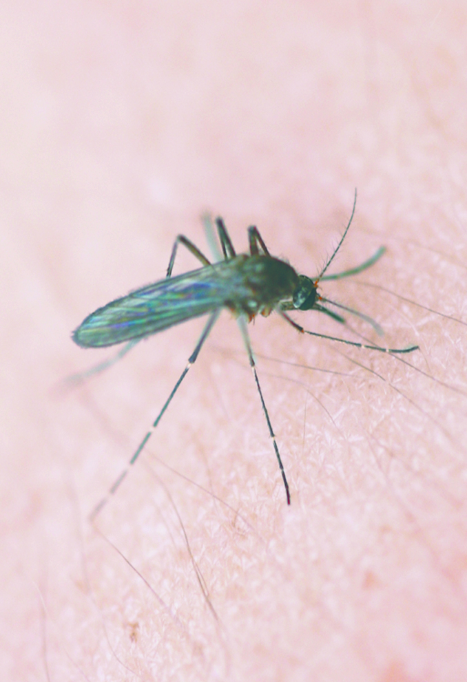 mosquito on skin