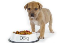 puppy eating consultatiion