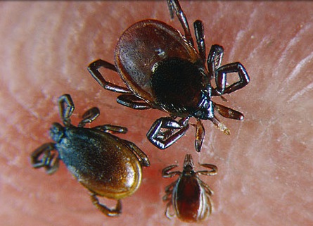ticks-on-skin