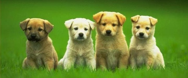 Dog Training & Nutrition